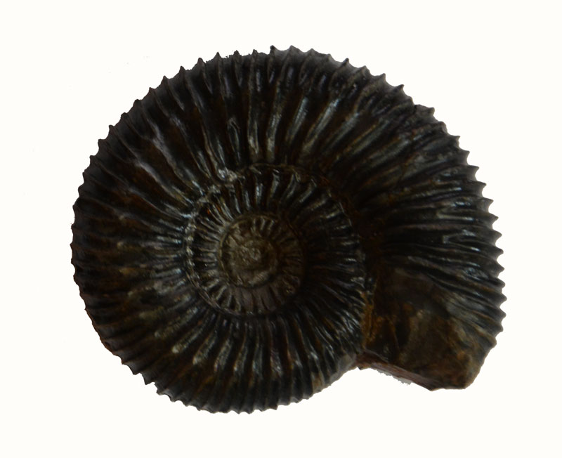 Garantiana