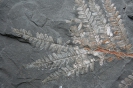 Pflanzliche Fossilien