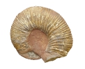 Epicheloniceras waageni (40 cm Dm)