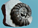 Androgynoceras maculatum (6 cm Dm)