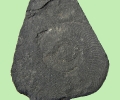 Harpoceras sp. (6 cm Dm)
