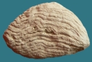 Stromatolithen-Rest (16 cm)
