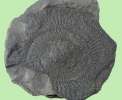 Dactylioceras sp. (9 cm Dm)