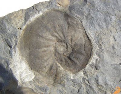 Ammonit Freboldiceras (Carolinefjellet Formation)