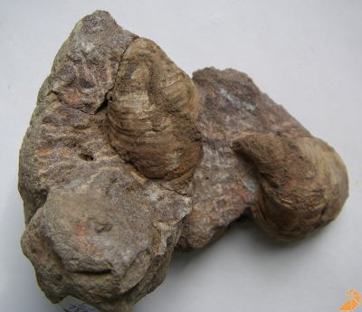 Inoceramus concentricus  (oberstes Albium, Herbram-Formation)